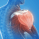 Tired of Shoulder Pain - Synergy Institute Acupuncture and Chiropractic in naperville can help